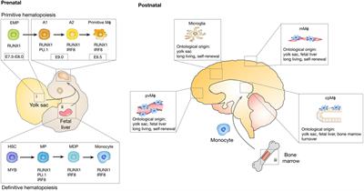 Brain-Resident Microglia and Blood-Borne Macrophages Orchestrate Central Nervous System Inflammation in Neurodegenerative Disorders and Brain Cancer